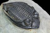 Zlichovaspis Trilobite With Healed Injury #125272-3